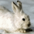 :iconwhiterabbit: