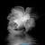 :iconwhiterose1364: