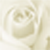 :iconwhiterosemistress: