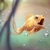 :iconwhiteroses00: