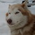 :iconwhiteskywolf: