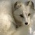 :iconwhitesnowfox: