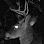 :iconwhitetailbuck: