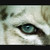 :iconwhitetiger1337: