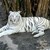 :iconwhitetiger550: