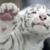 :iconwhitetiger776: