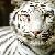 :iconwhitetiger982: