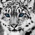 :iconwhitetigerman: