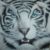 :iconwhitetigerx: