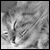 :iconwhitetimberwolf: