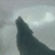 :iconwhitewolf-91: