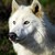 :iconwhitewolf787: