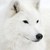 :iconwhitewolfblacksoul: