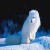 :iconwhitewolfcub: