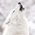 :iconwhitewolfcz: