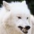 :iconwhitewolfelements: