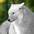 :iconwhitewolfginro: