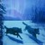 :iconwhitewolfrocks123: