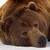 :iconwhitewolvenspirit: