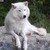 :iconwhitexlightning: