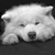 :iconwhitezo: