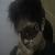 :iconwhizzart: