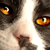 :iconwho-is-me: