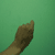 :iconwhodoes: