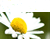 :iconwhoops-a-daisies: