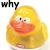 :iconwhyduck:
