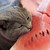 :iconwhymsigirl: