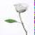 :iconwhyte-rose: