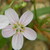 :iconwhythewillowsweep13: