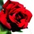 :iconwhywouldi: