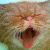 :iconwiccaman13: