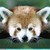 :iconwickedbubbly: