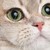 :iconwickedchew:
