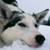 widle-wid123 :iconwidle-wid123: