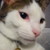 :iconwidsithgrey: