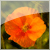 :iconwiggle-jiggle: