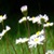 :iconwiked-riceball: