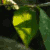 :iconwikforsnature: