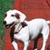 :iconwikiwow: