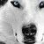 :iconwikkiwolf:
