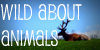 :iconwild-about-animals: