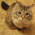 :iconwild-black-cat: