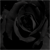:iconwild-black-rose: