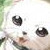 :iconwild-cat-14: