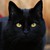 :iconwild-dragon-jet: