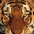 :iconwild-life-sanctary: